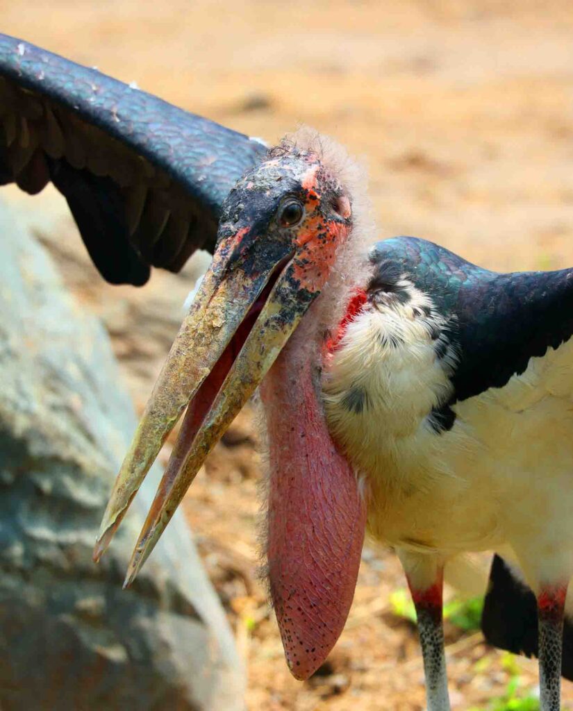 The Marabou Stork, Leptoptilos crumeniferus, is a large wading bird in the stork family Ciconiidae