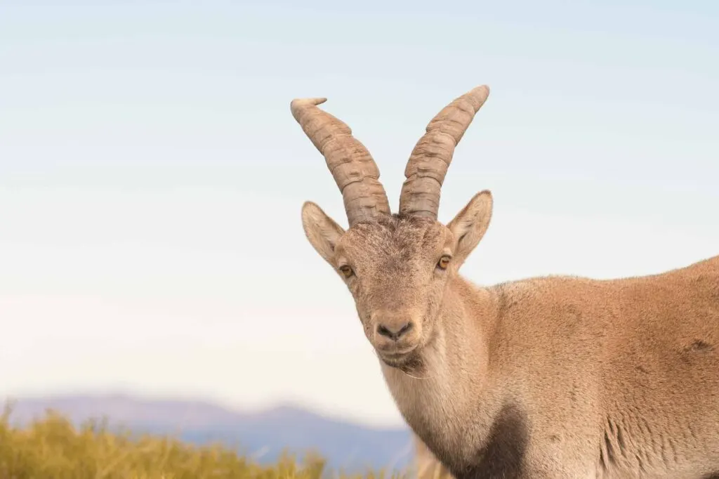 Pyrenean Ibex goat