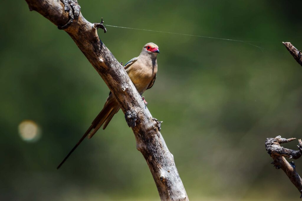 Red-faced Mousebird standing on branch