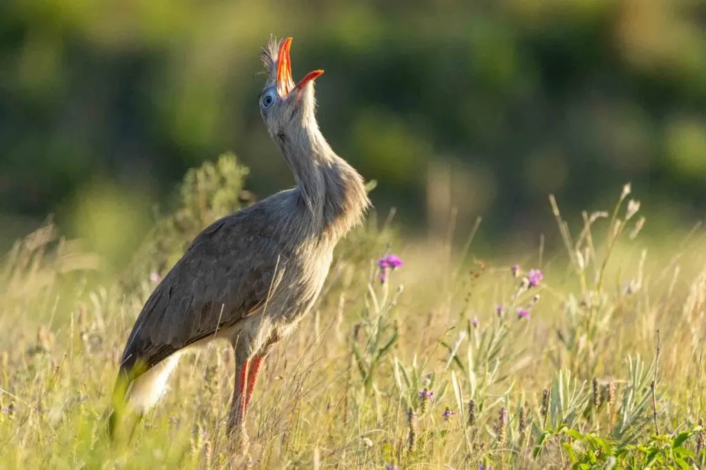 Red-legged seriema singing in a field