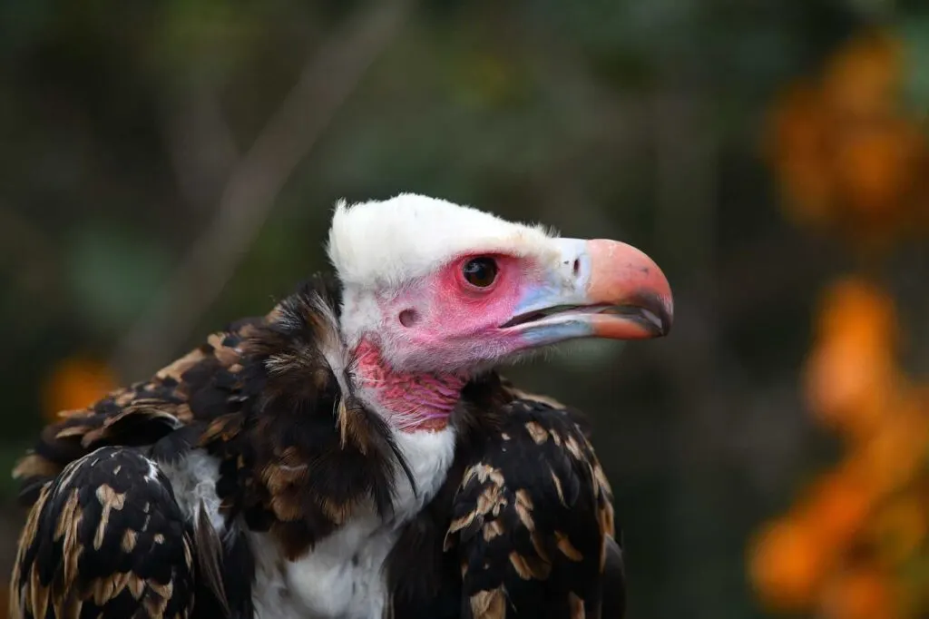 White-headed vulture portrait (Trigonoceps occipitalis)