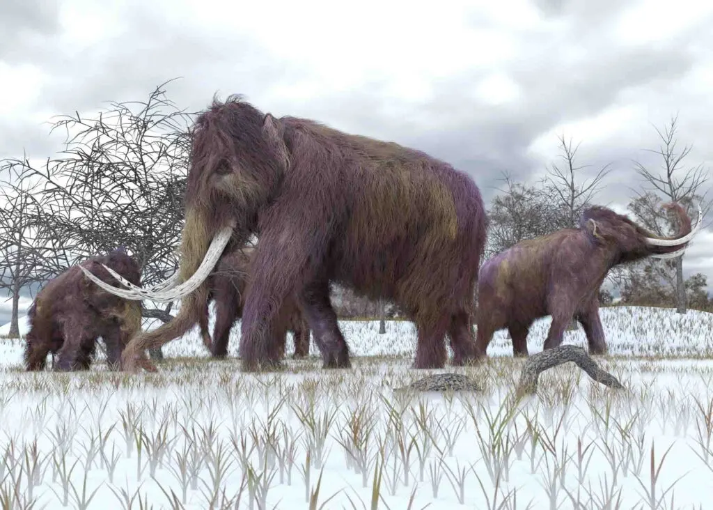 An illustration of a herd of Woolly Mammoths grazing in the early morning frost.