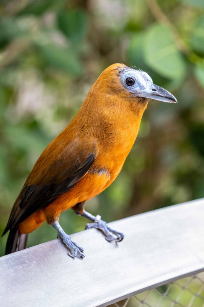The capuchinbird (Perissocephalus tricolor) is a large passerine bird of the family Cotingidae.