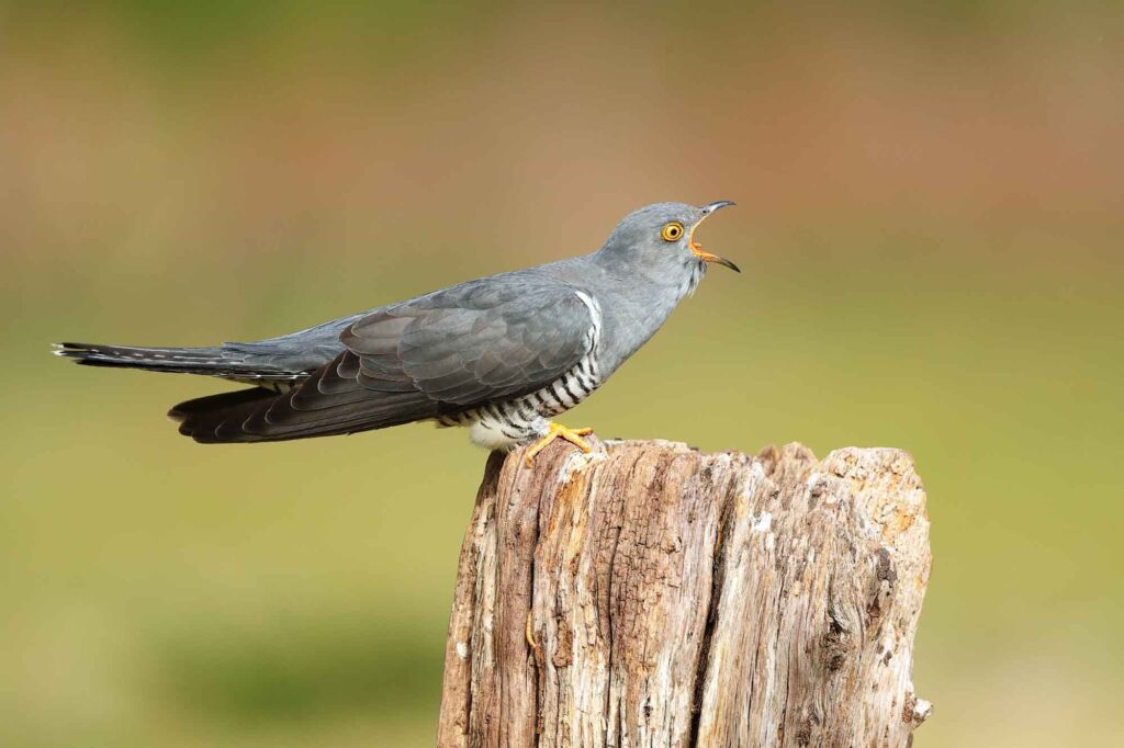 The common cuckoo is a member of the cuckoo order of birds