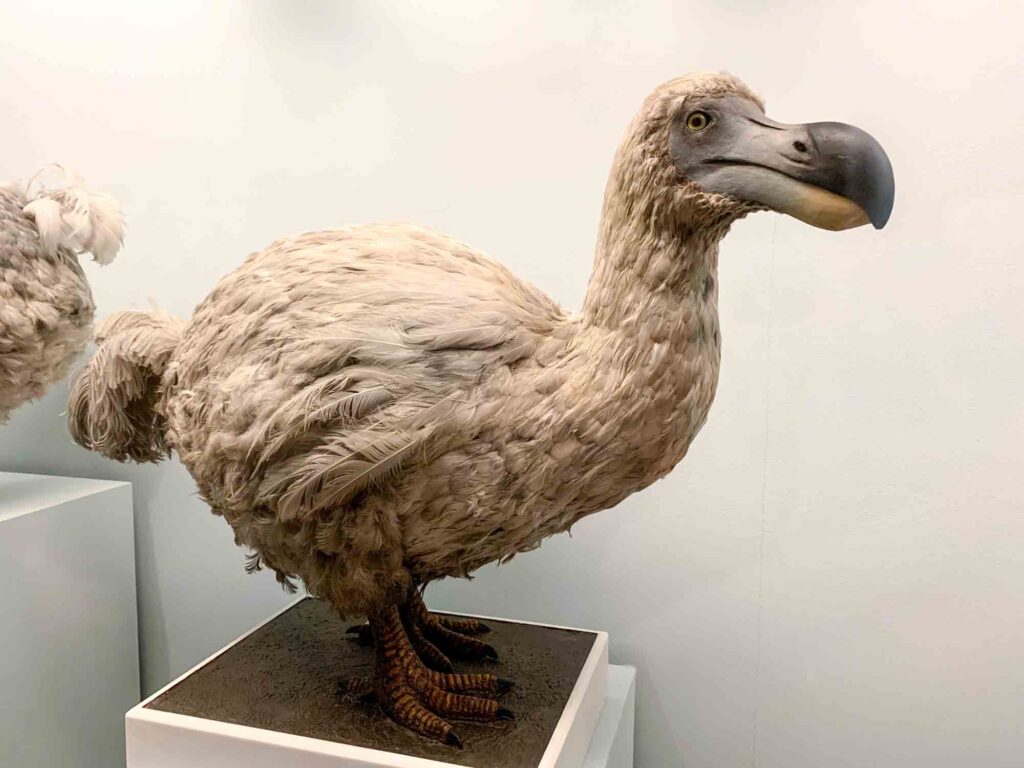 Stuffed dodo bird, an extinct flightless bird