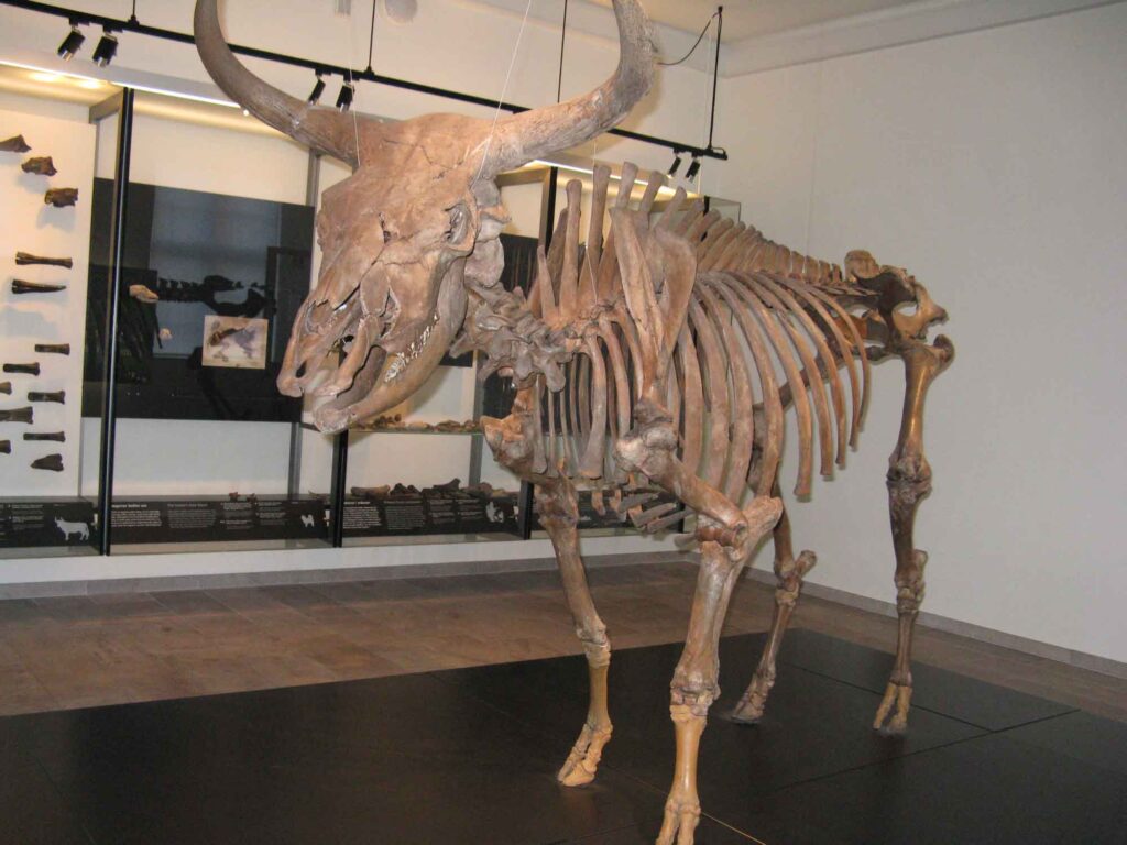 Skeleton of an extinct Eurasian auroch
