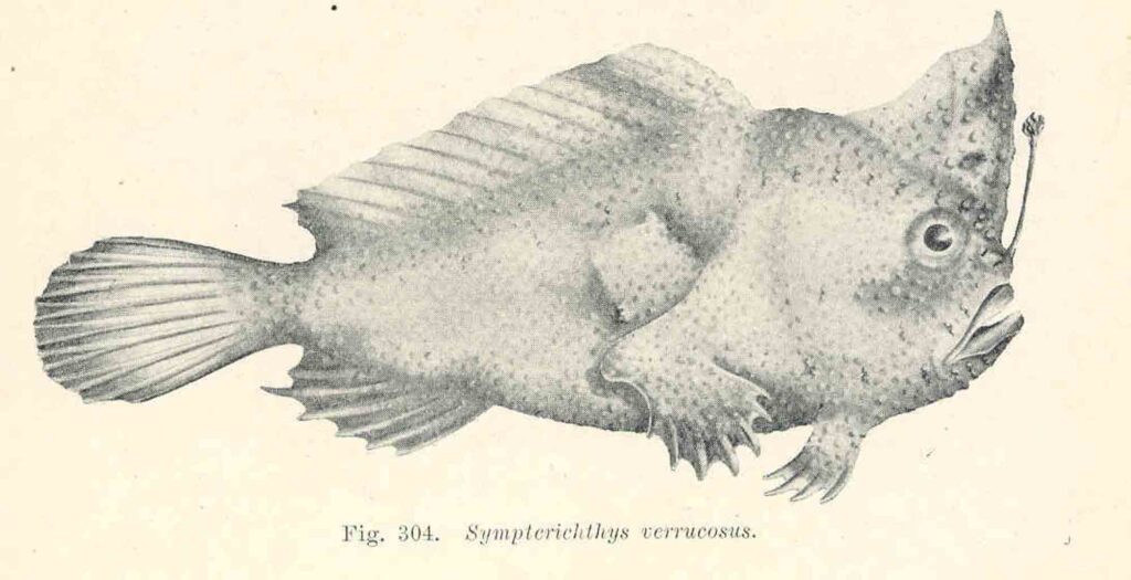 Illustration of the extinct smooth handfish
