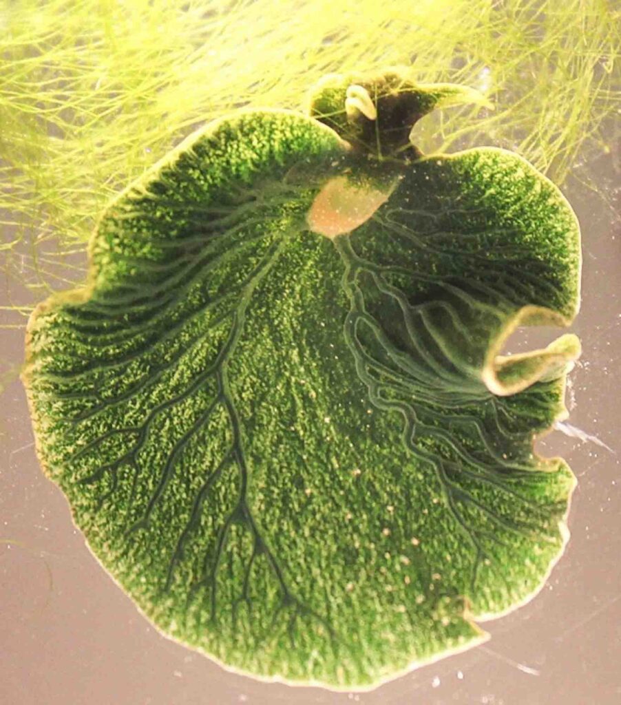 Green sea slug