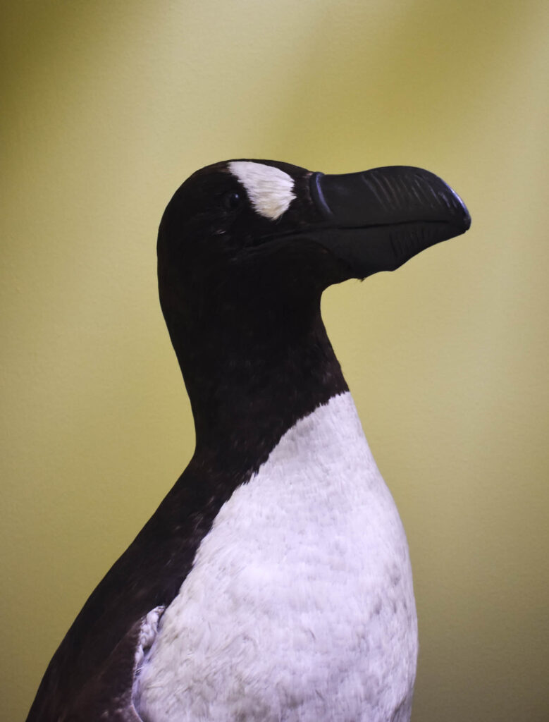 Close up portrait of a stuffed dead animal model of a great auk penguin
