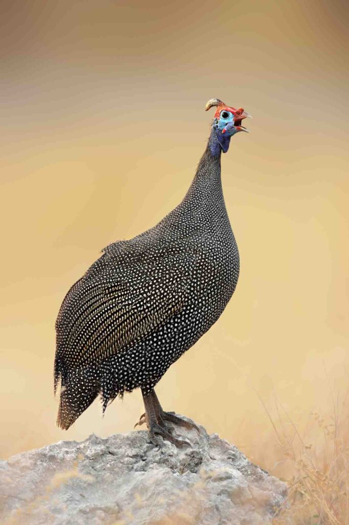 Helmeted Guineafowl perched on a rock