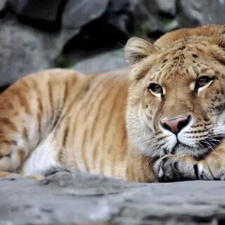 Liger is a hybrid of a lion and a tiger