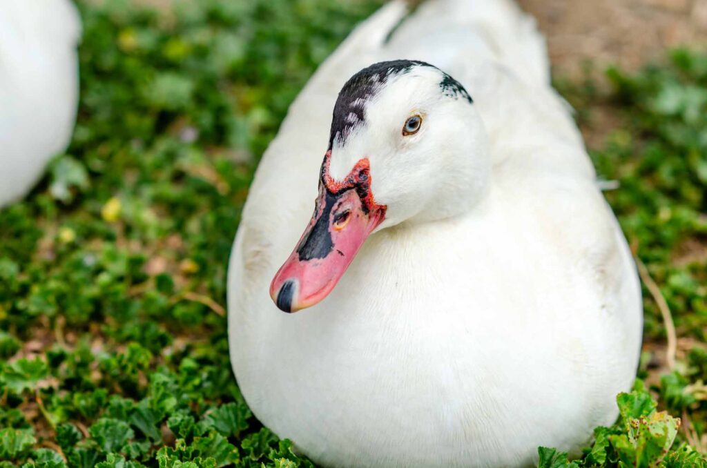 White mulard duck sits in the green grass