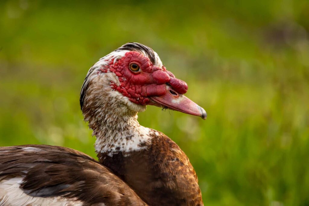 Portrait of a muscovy duck standing in a meadow