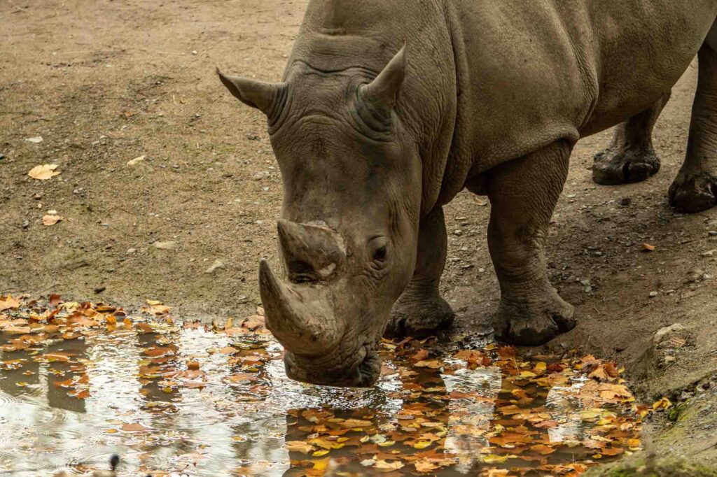 Western black rhinoceros drinks water