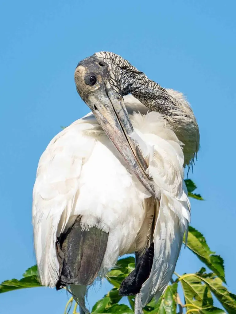 wood stork pruning its feathers while perched in a tree